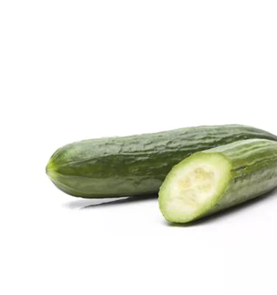 Cucumis sativus