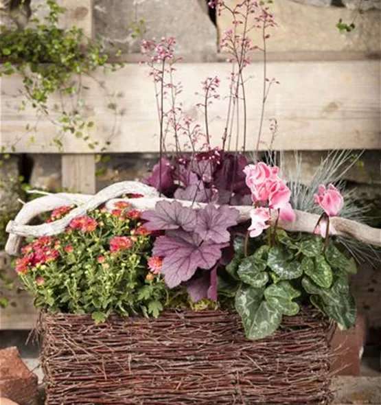 Cyclamen hederifolium