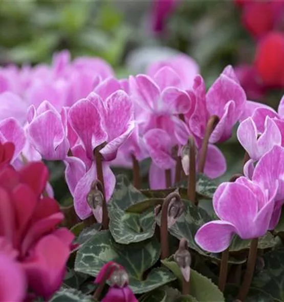 Cyclamen persicum