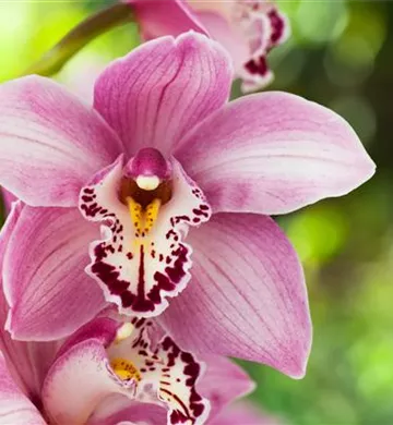 Cymbidium