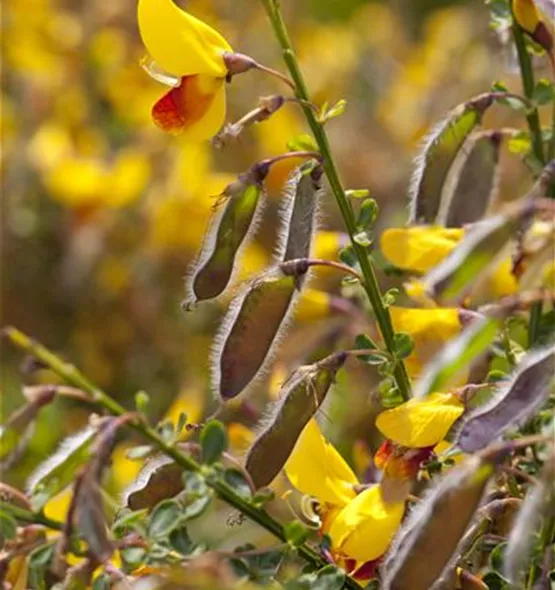 Cytisus scoparius