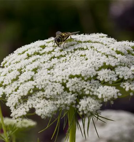 Daucus carota var. sativus