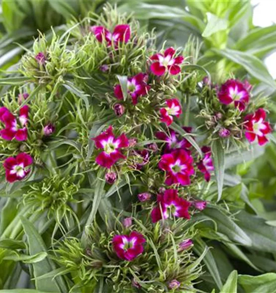 Dianthus barbatus