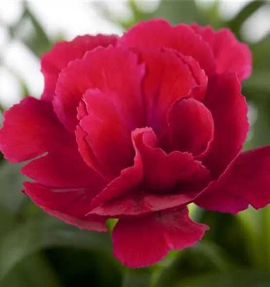 Dianthus caryophyllus