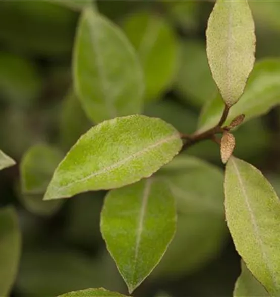 Elaeagnus x ebbingei