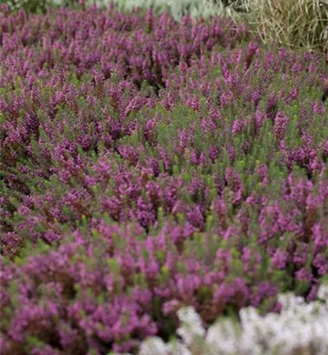 Erica carnea