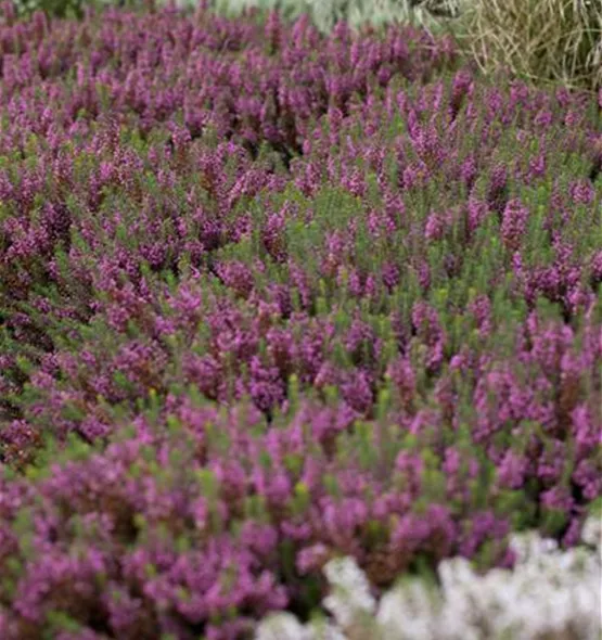 Erica carnea