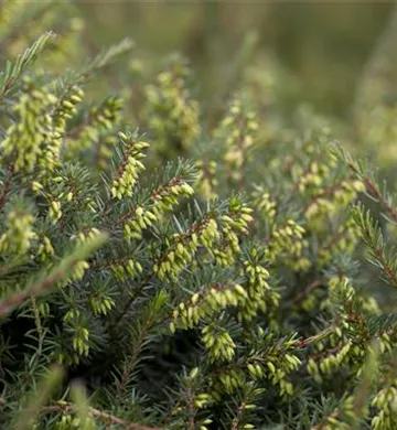 Erica darleyensis