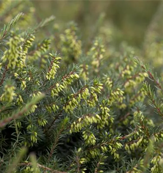 Erica darleyensis