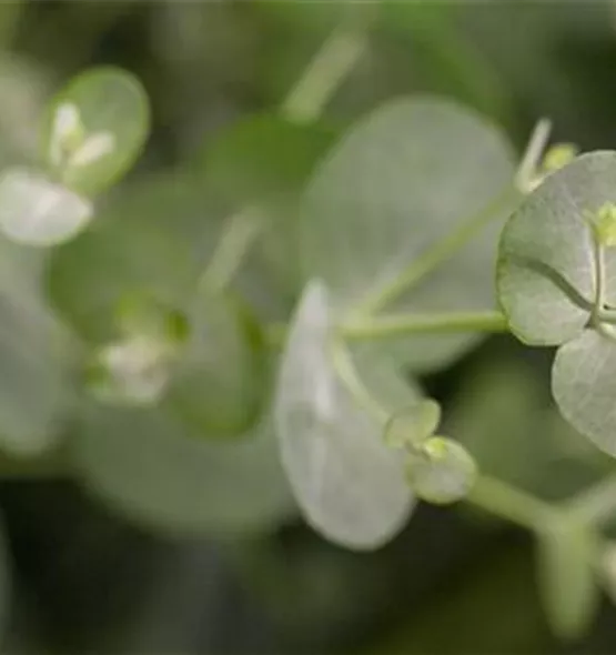 Eucalyptus gunnii