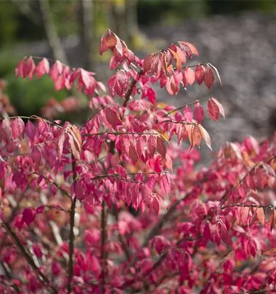 Euonymus alatus