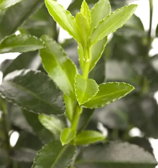 Euonymus fortunei