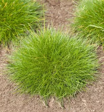 Festuca gautieri