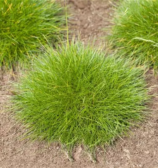 Festuca gautieri