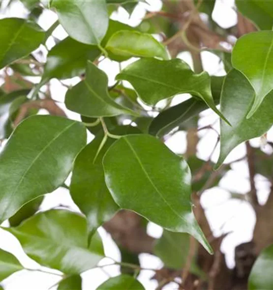 Ficus benjamina