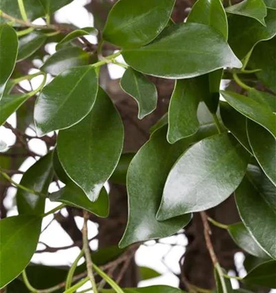 Ficus microcarpa