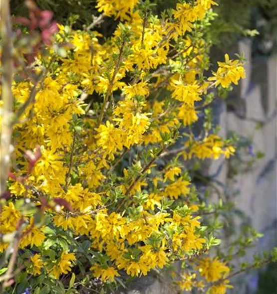 Forsythia x intermedia