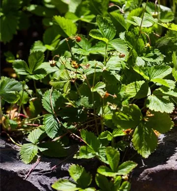 Fragaria vesca