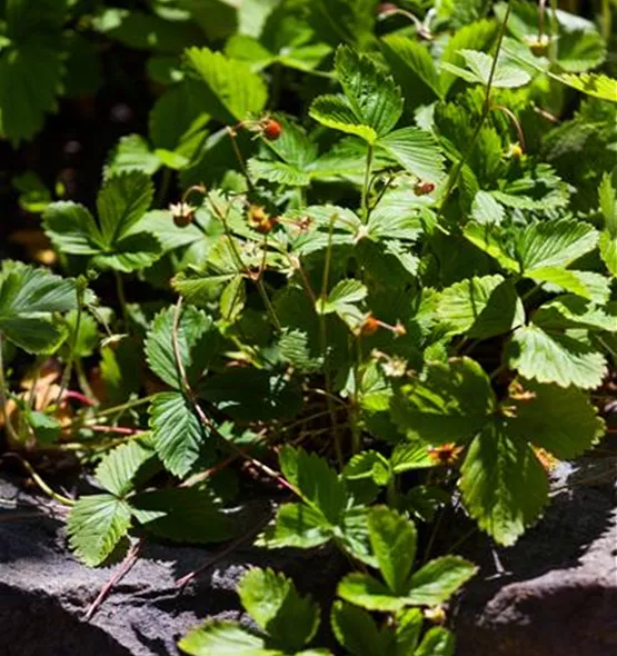 Fragaria vesca