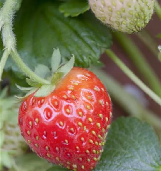 Fragaria x ananassa