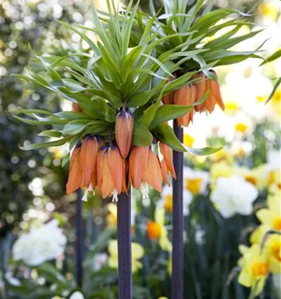 Fritillaria imperialis