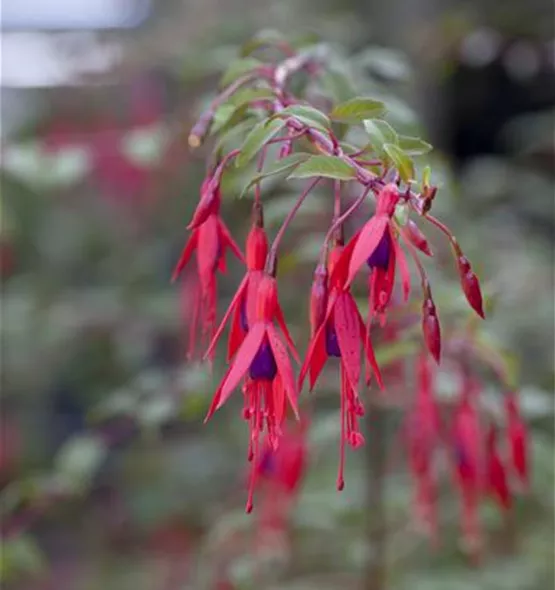 Fuchsia magellanica