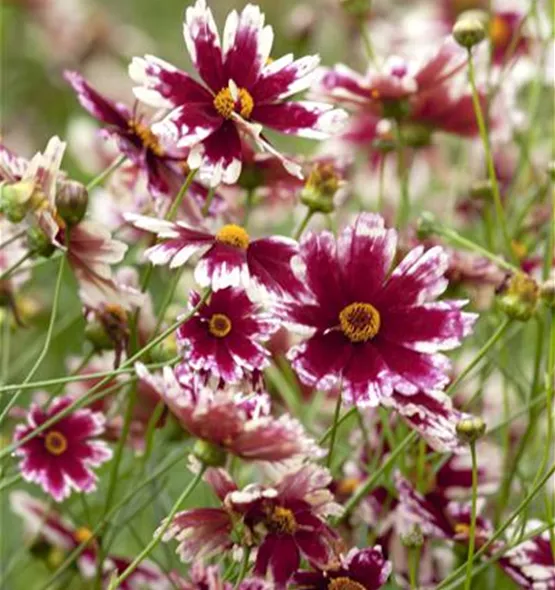 Gaillardia x grandiflora