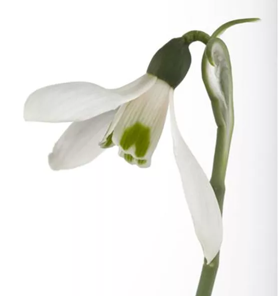 Galanthus nivalis