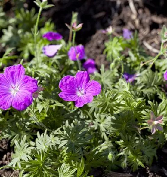 Geranium sanguineum