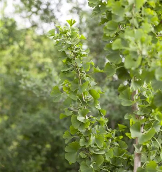 Ginkgo biloba