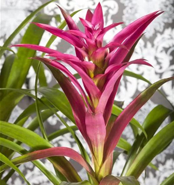 Guzmania