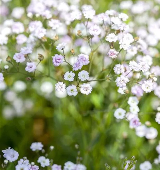 Gypsophila paniculata