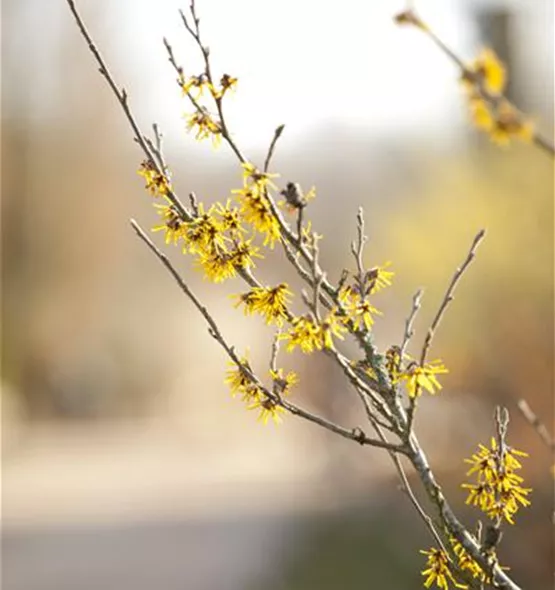 Hamamelis x intermedia