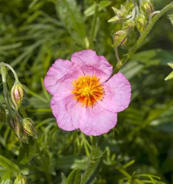 Helianthemum cultorum