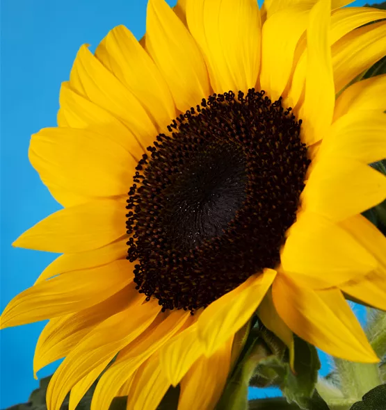 Helianthus annuus