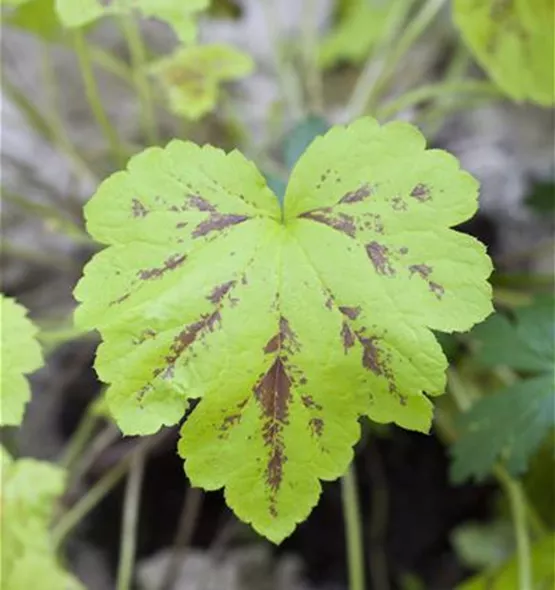 Heuchera micrantha