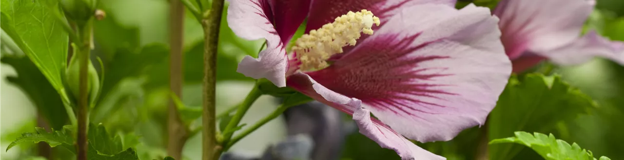 Der Hibiskus, ein großartiges Mitglied im Garten-Ensemble