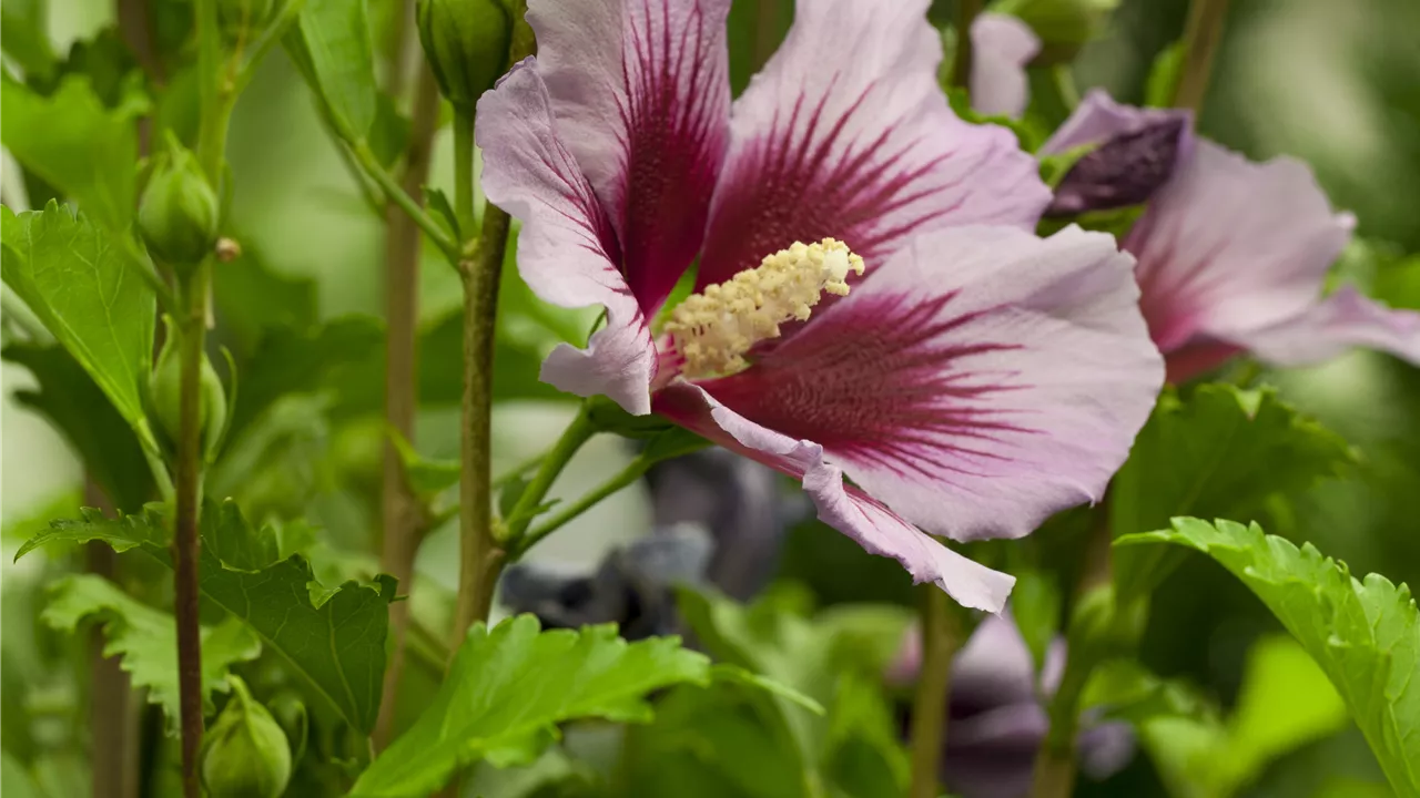 Der Hibiskus, ein großartiges Mitglied im Garten-Ensemble