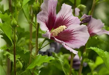 Der Hibiskus, ein großartiges Mitglied im Garten-Ensemble