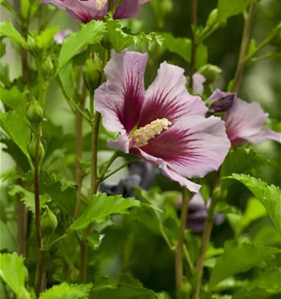 Hibiscus syriacus