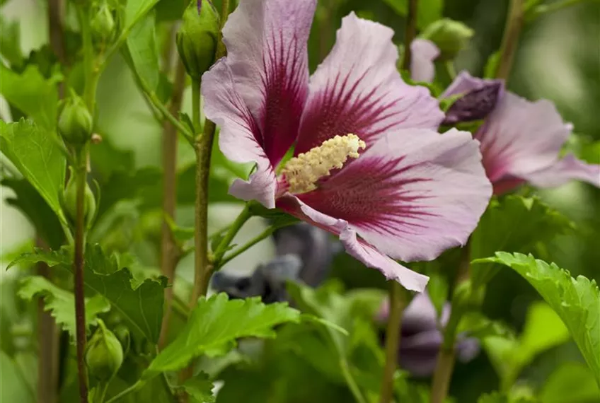 Der Hibiskus, ein großartiges Mitglied im Garten-Ensemble