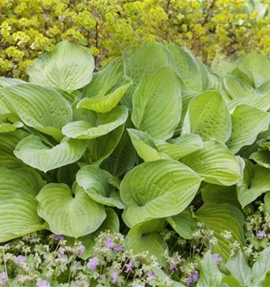 Hosta x fortunei