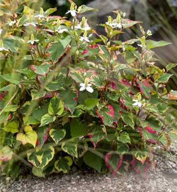 Houttuynia cordata