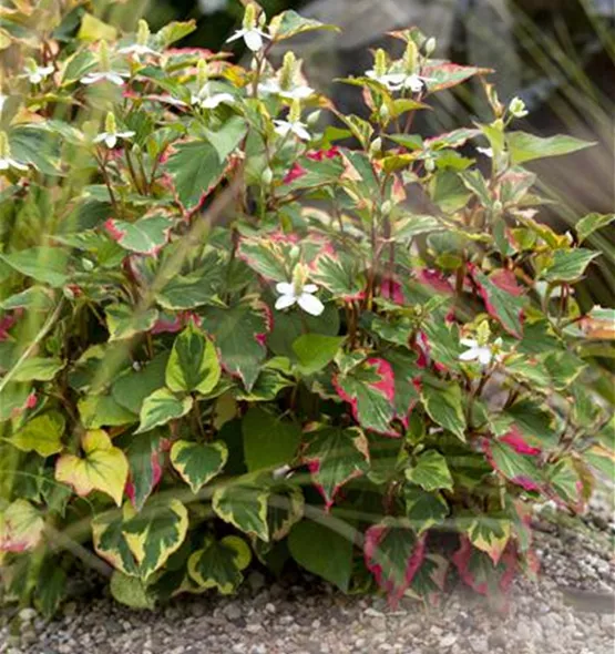 Houttuynia cordata