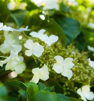 Hydrangea petiolaris