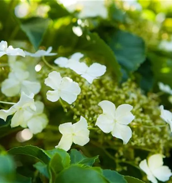 Hydrangea petiolaris