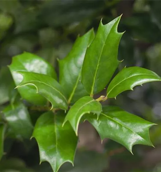 Ilex aquifolium