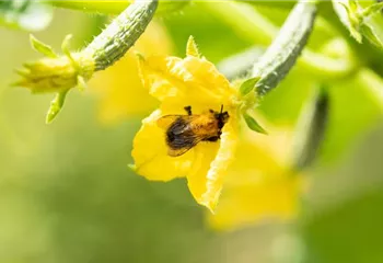 Bienenfreundliche Pflanzen für Garten und Co.