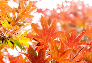 Die schönsten Gehölze für den goldenen Herbst