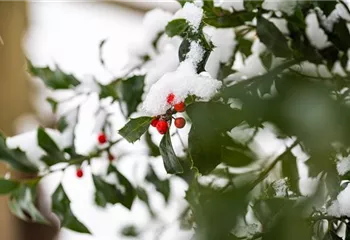 Top 10 der besten Winterpflanzen für Garten und Balkon